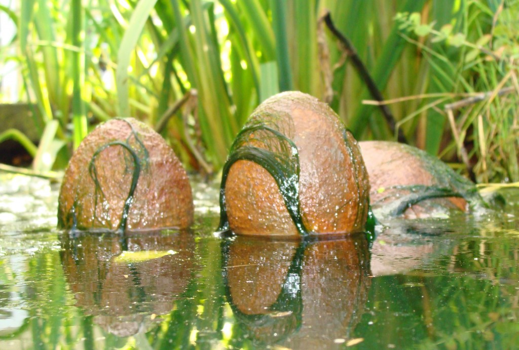 Bob Race floating eggs